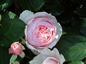CONSTANCE SPRY (Historic shrub)